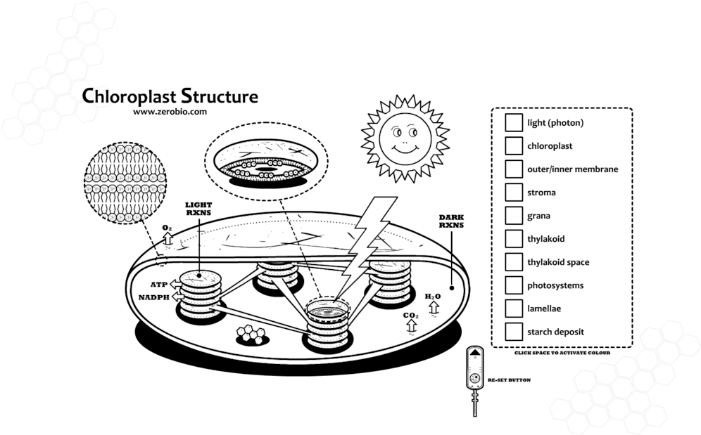 Circle (1005x650), Png Download