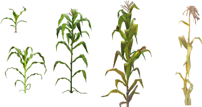 Pin Corn Plant Clipart - Corn Plant Png (800x400), Png Download