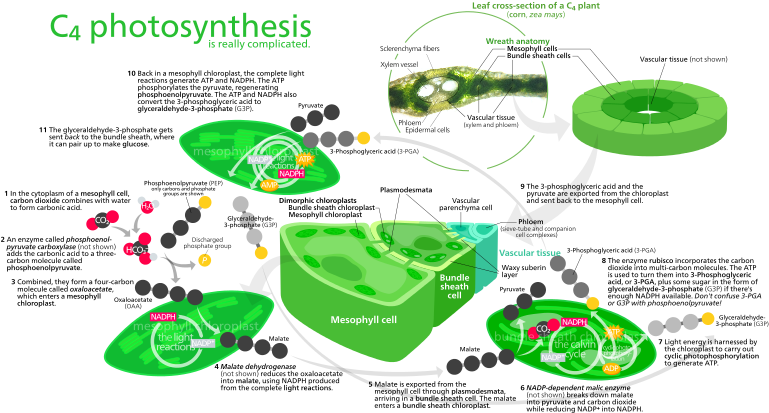 C4 Photosynthesis (778x424), Png Download