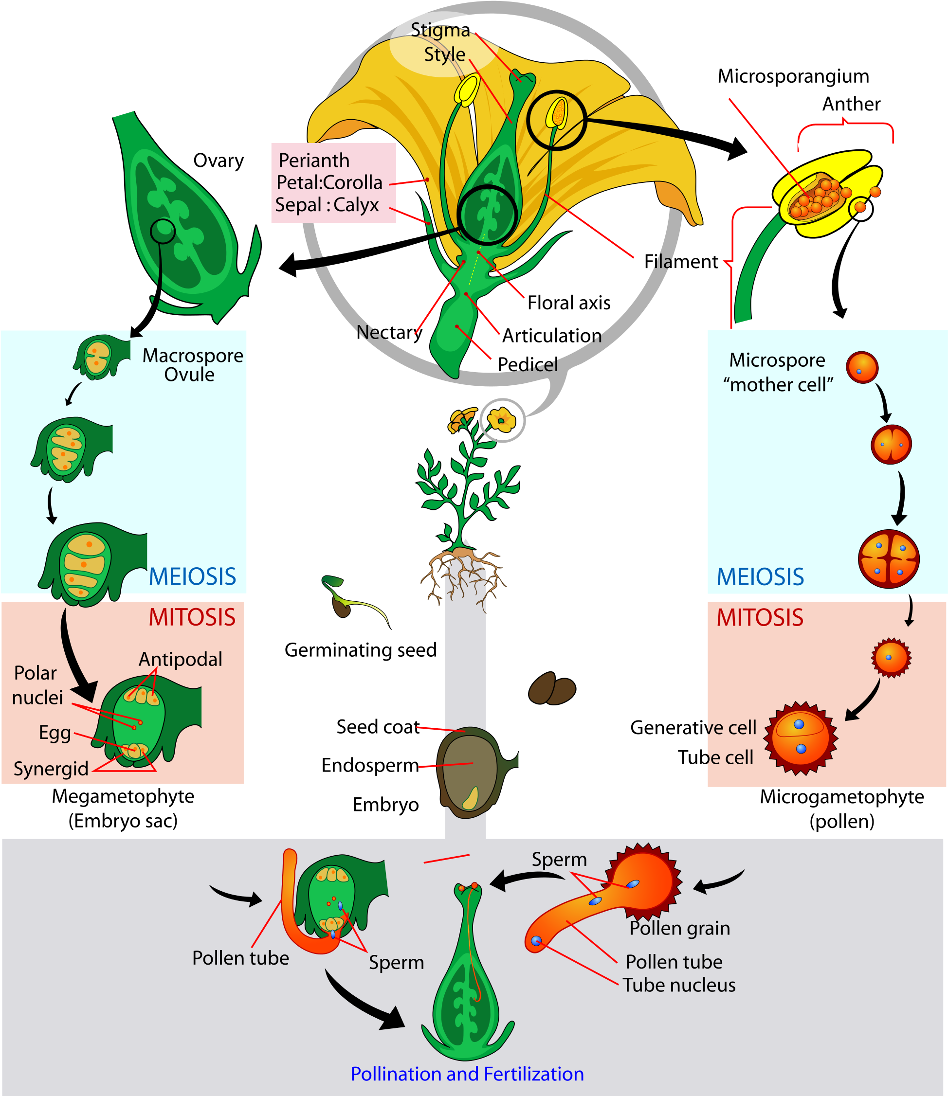 Corn Plant Diagram - Relationships Among Structures Of Flowers Fruits And (1000x1153), Png Download