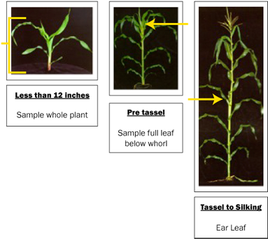 Corn - Ear Leaf Sample Corn (400x359), Png Download