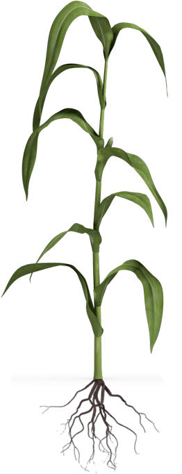Vegetative - Grass (300x750), Png Download