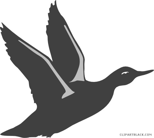 Duck Silhouette Animal Free Black White Clipart Images - Bird Taking Off Clipart (600x539), Png Download