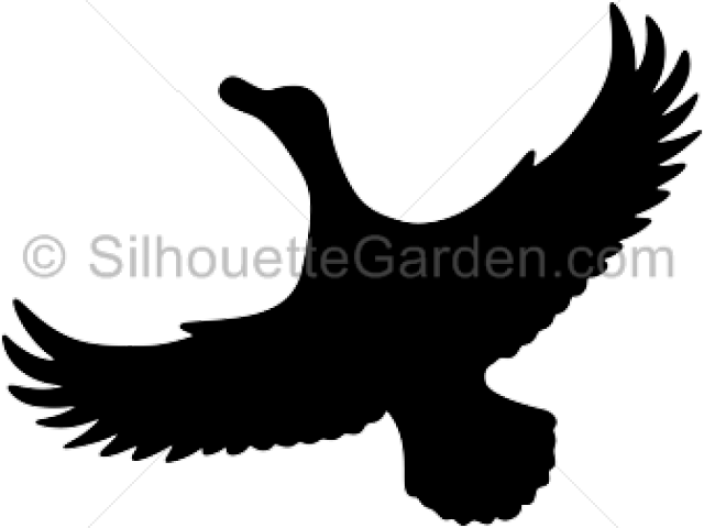 Duck Silhouette - Clip Art (640x480), Png Download