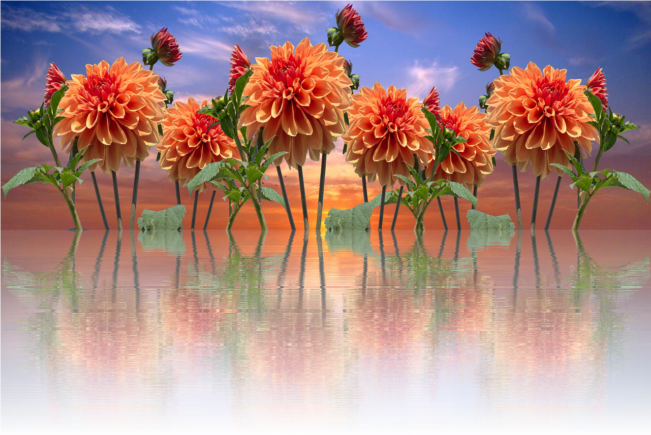 Dahlias Autumn Dahlia Garden - Note Cards (pk Of 20) (1280x959), Png Download