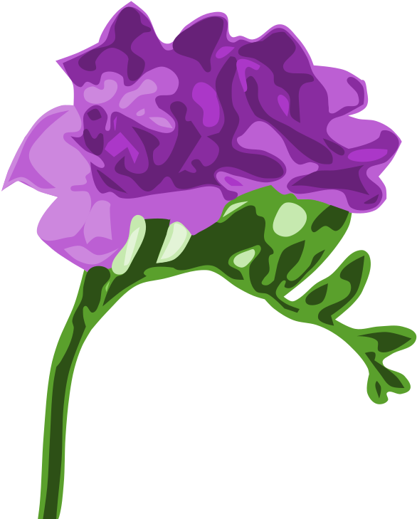 Go To Image - Purple Freesia (800x800), Png Download