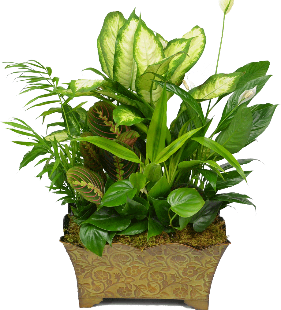 Classic Dish Garden - Garden (1024x1024), Png Download