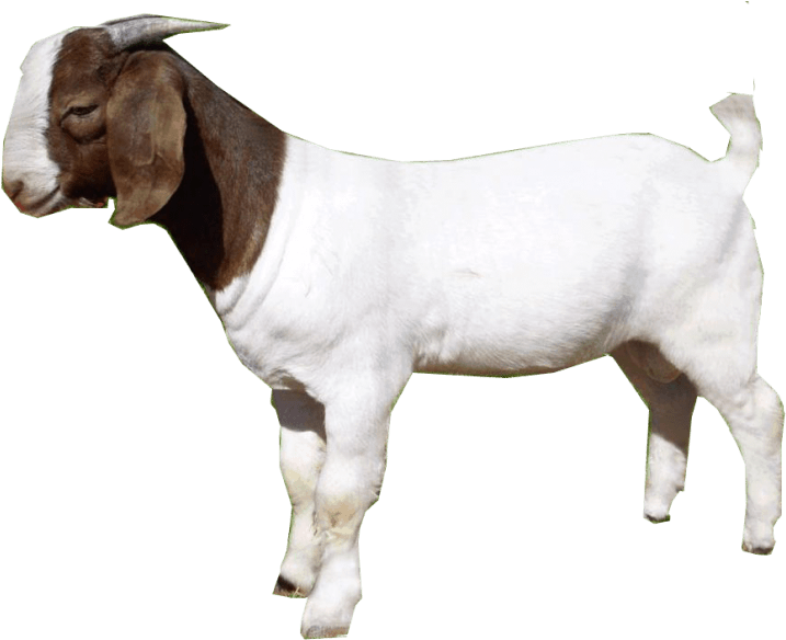 Free Png Goat Png Images Transparent - Goat Png (850x606), Png Download