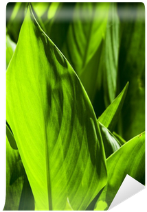 Green (400x400), Png Download