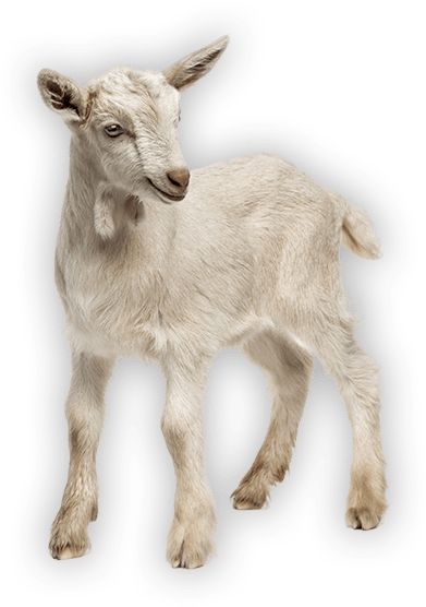 Antahi Trust Tuber Lamb - Stock Photography (391x556), Png Download