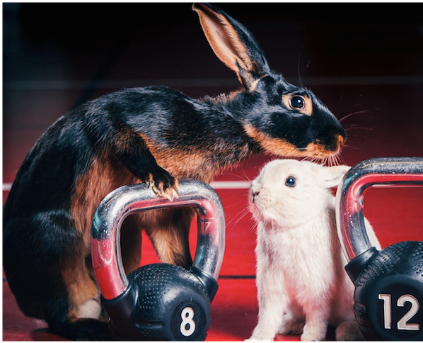 Rabbit Easter Myfit Fitness Dumbells Blog - Easter Gym Bunny (600x600), Png Download