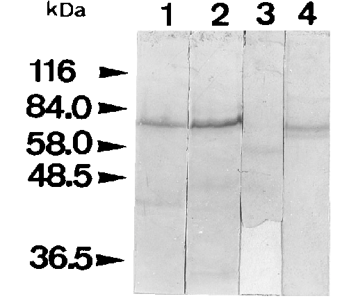 Western Blot Of Archaea - Paper (541x440), Png Download