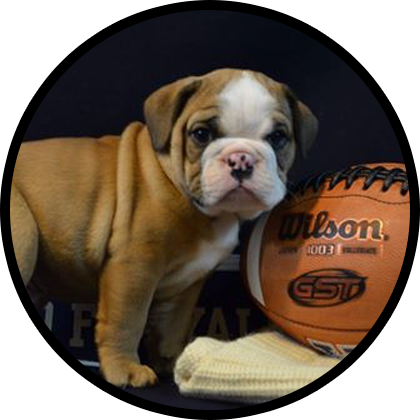 7 Mascots To Follow On Social Media - Boston University (420x420), Png Download