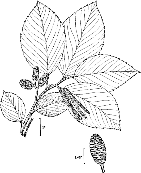 Alnus Incana Drawing 2 - Alnus Incana (634x768), Png Download