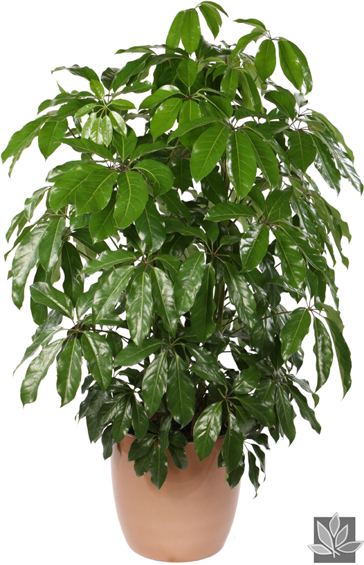Shefalera Plant Photos - Schefflera Actinophylla Png (575x880), Png Download