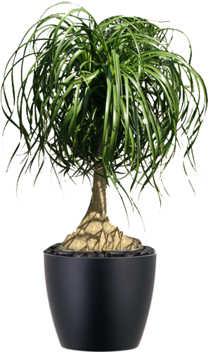 Plant In Black Container Beacarnea Recurvata Ponytail - Pony Tail Plant Png (500x500), Png Download