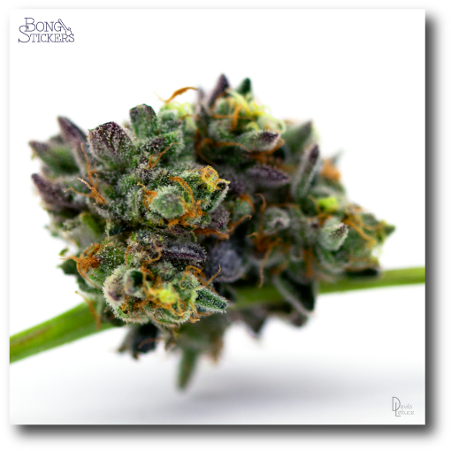 Vector Freeuse Fog City Weed Sticker - Pineapple (600x600), Png Download