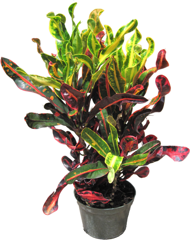 Tropical Indoor Office Plants, Indoor Plants, Croton - Hirt's Gardens Mamey Croton - 6" Pot - Colorful House (644x800), Png Download