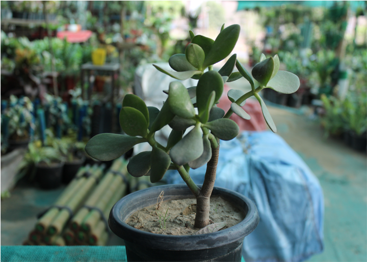Plants For Office Desk - Flowerpot (800x800), Png Download