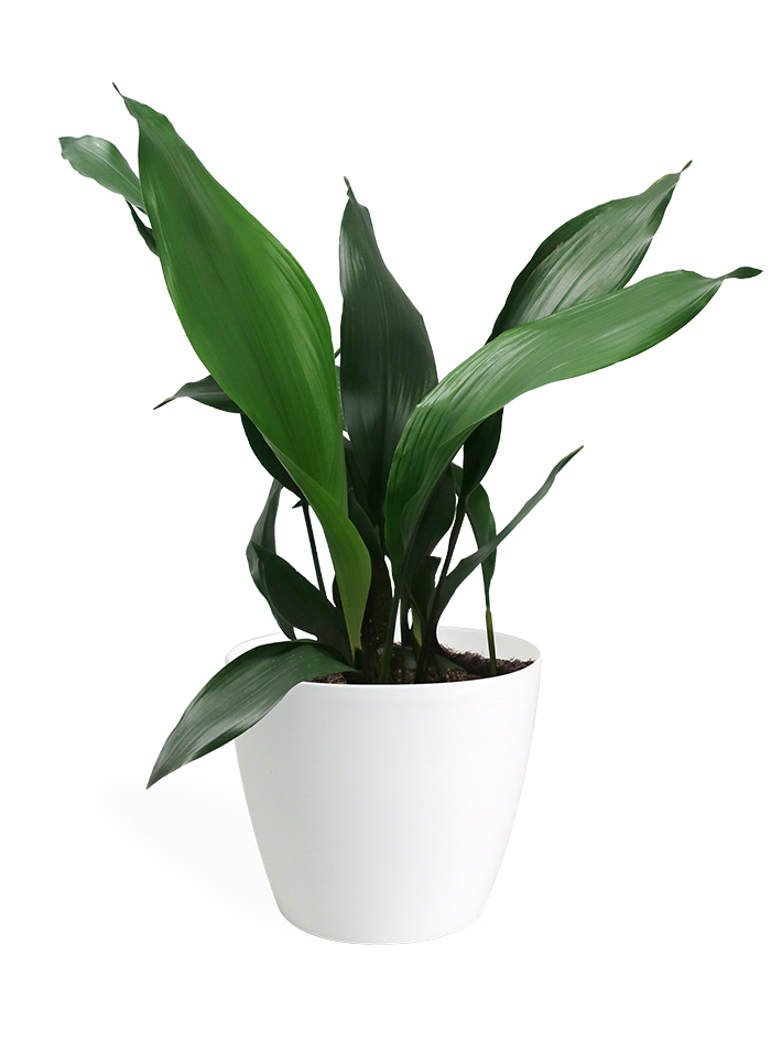 Aspidistra Large - Aspidistra (700x946), Png Download