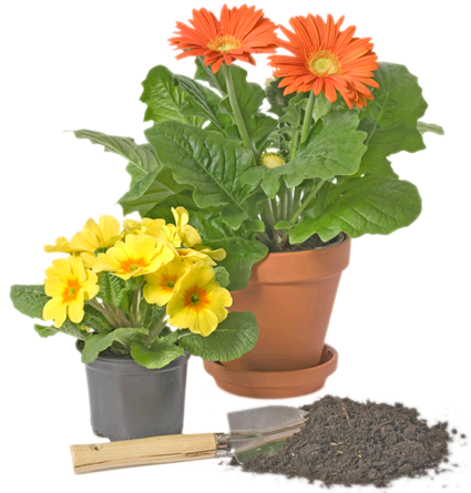 Throughout The Year We Carry A Wide Variety Of Green - Garden Design (425x445), Png Download