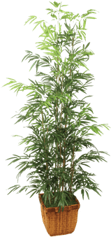 Silk Bamboo Tree - Transparent Bamboo Tree Pot Png (648x432), Png Download