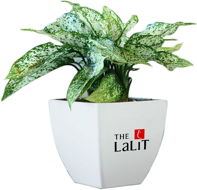 Gift Serene Plants With Corporate Imprinted Vase - Plants For Corporate Gifts (728x728), Png Download