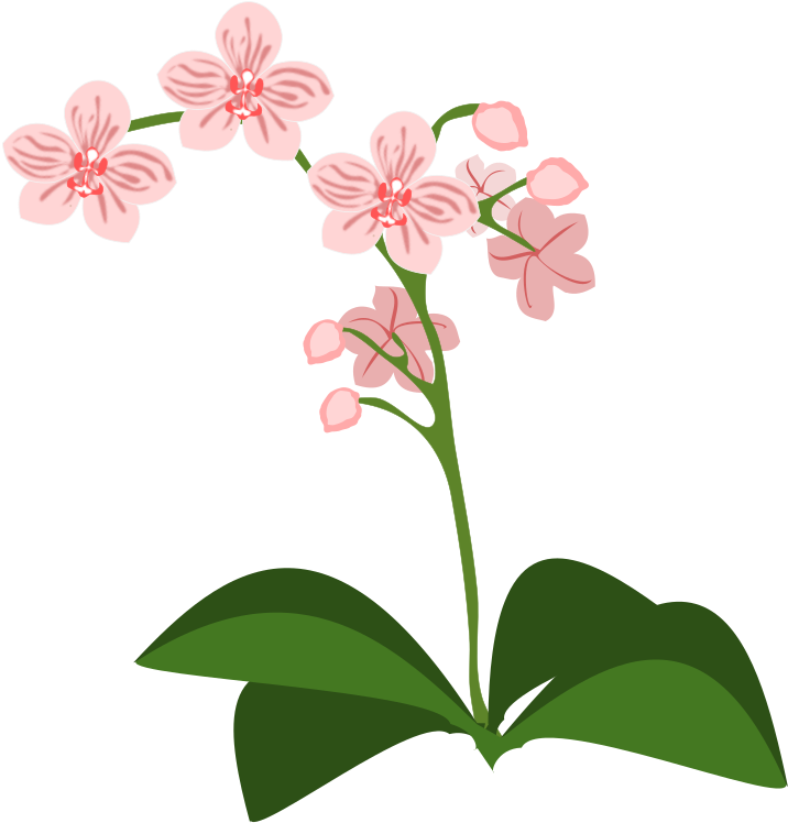 Png Medium - Orchidee Clipart (800x800), Png Download
