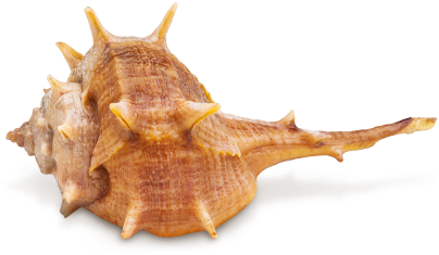 Seasnail - Snail Sea (480x320), Png Download
