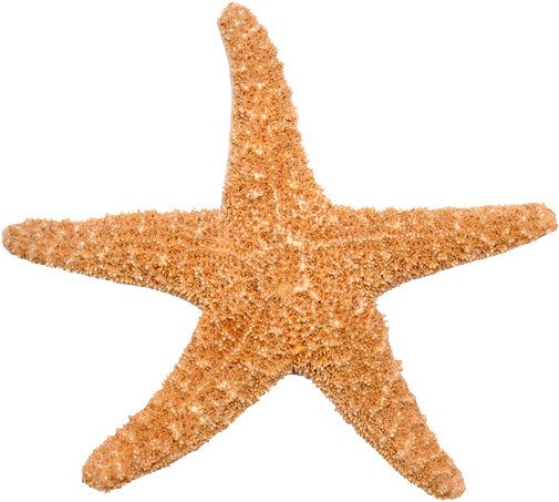 Si La Estrella De Mar Pierde Uno De Sus Brazos, No - Estrella De Mar Png (520x476), Png Download