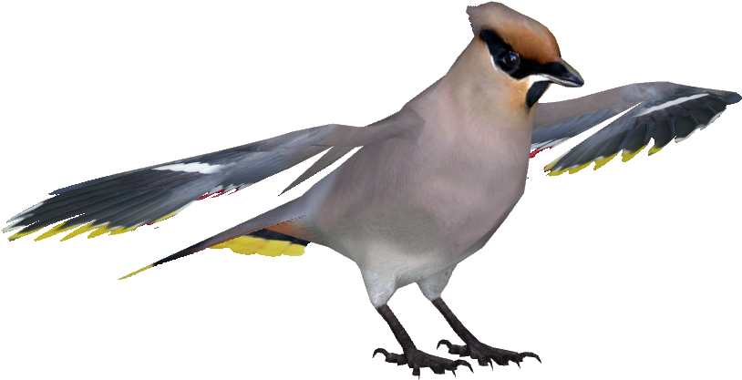 Bohemian Waxwing (813x813), Png Download