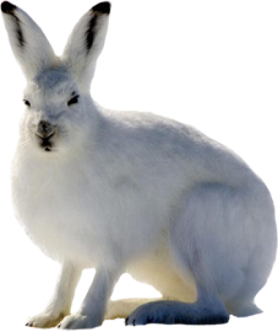 Arctic Hare No Background (403x480), Png Download
