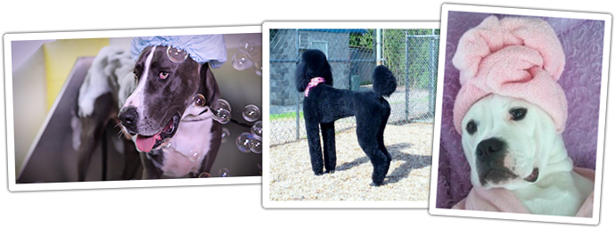 Grooming Pets Dogs Day Inn Richmond Va - Dog's Day Inn (700x276), Png Download