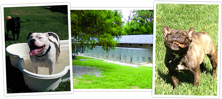 Dog Boarding Dogs Day Inn Richmond Va - Havana Brown (750x350), Png Download