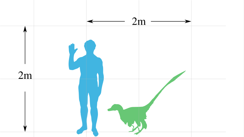 800px Vraptor Scale Svg - Velociraptor Scale (800x450), Png Download