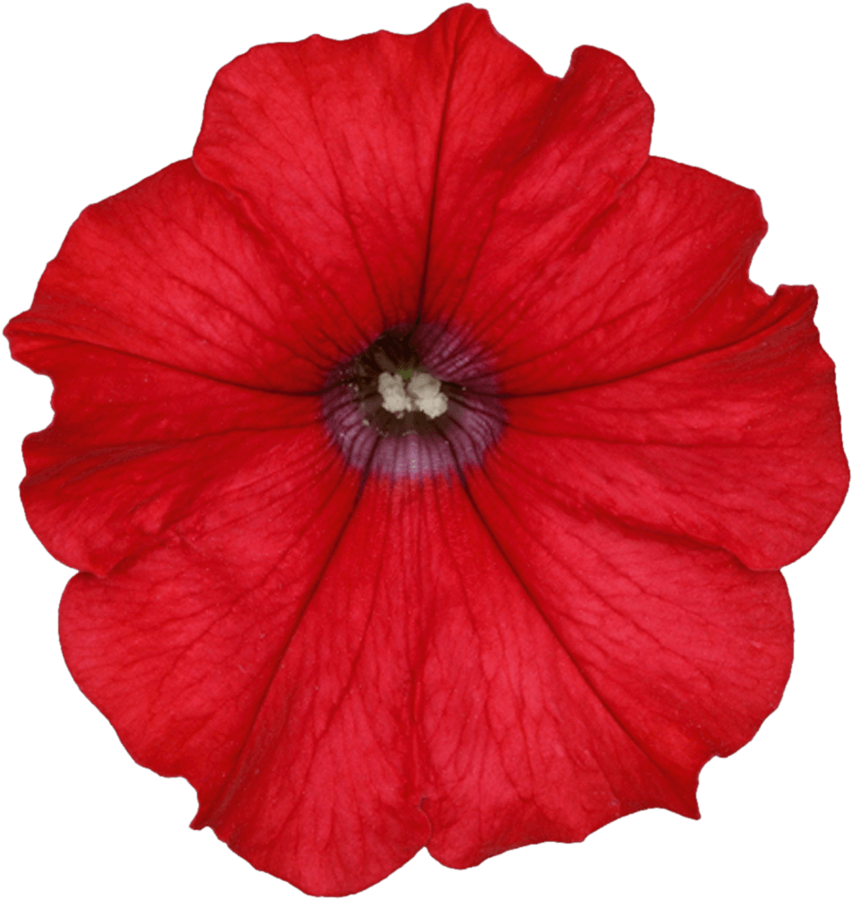 Surfinia® Trailing Red - Surfinia (1000x1059), Png Download