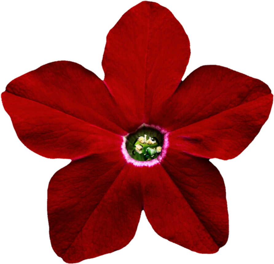 Petunia Png Pic - Flower (904x883), Png Download