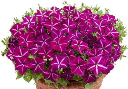 Petunia Gioconda Purple/white - Internet (500x333), Png Download