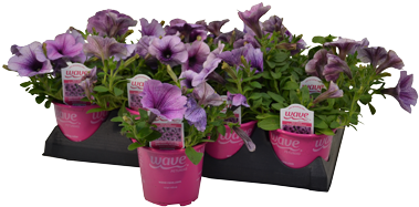 4″ Wave Petunia - Sweet Pea (395x395), Png Download