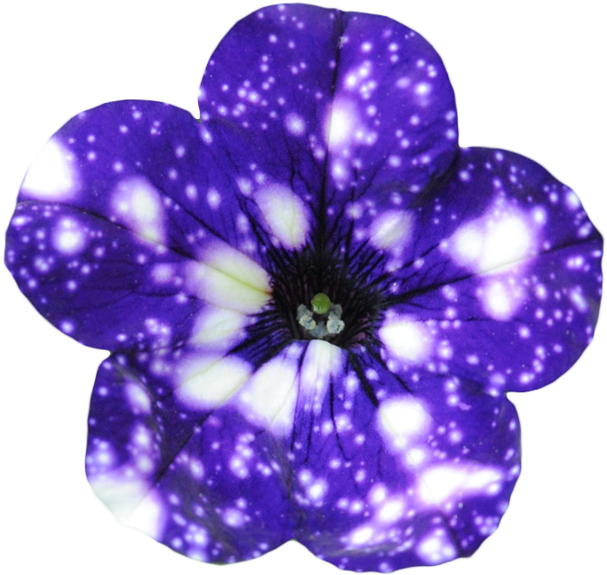 “night Sky Petunia - Night Sky Flowers (694x663), Png Download