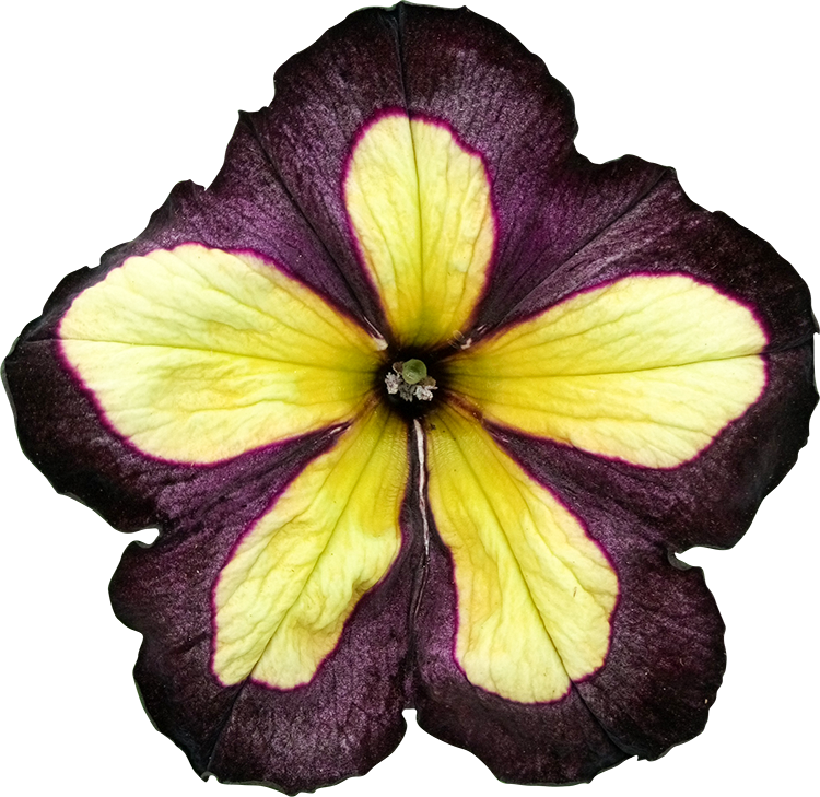2018 03 27 - Clipping Path (750x729), Png Download