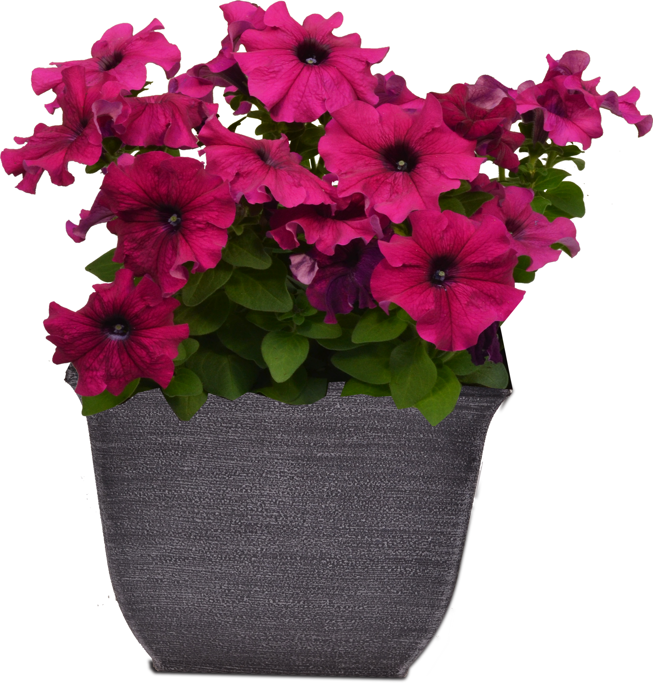 New 8" Container W Petunia - Periwinkle (2700x2775), Png Download
