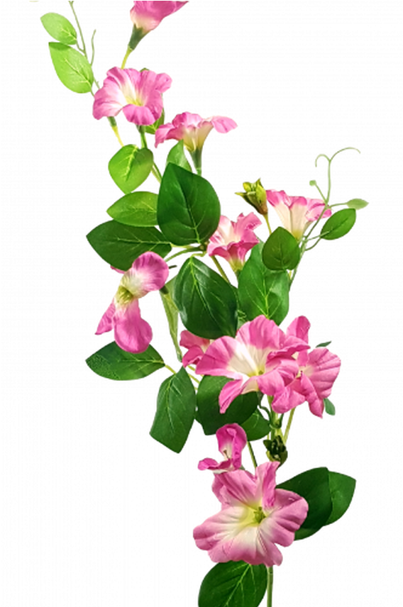 Petunia Stem Lisianthus & Morning Glory & Petunias - Prairie Gentian (1368x855), Png Download