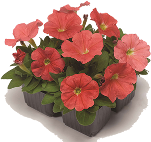 Petunia (500x313), Png Download