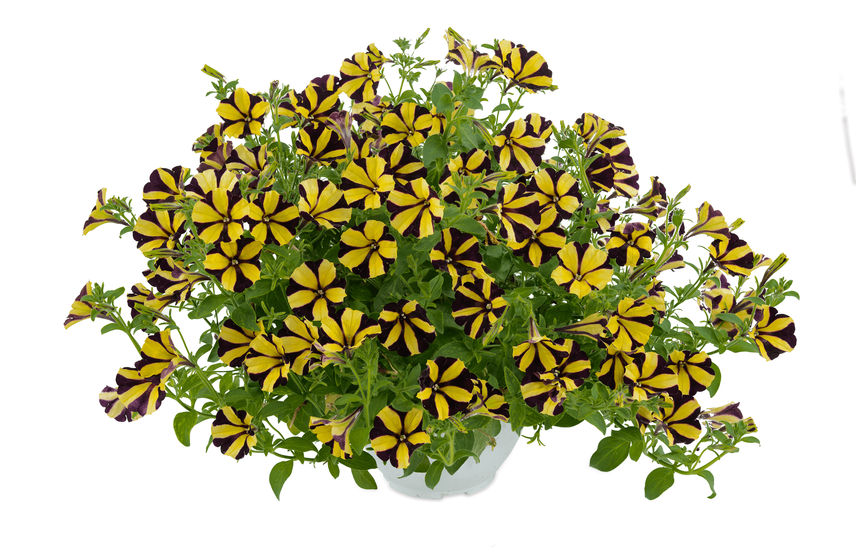 Petunia - Sunflower Ray - Petunia (3000x2012), Png Download