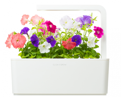 Petunia (500x500), Png Download