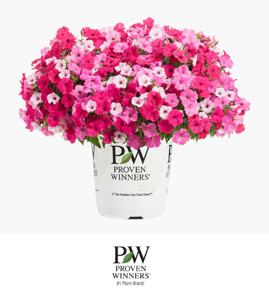 Petunia Bubblegum Series - Proven Winners (889x1000), Png Download