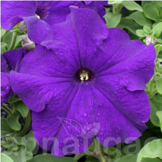 Petunia (600x315), Png Download