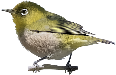 Japanese White-eye - Golden Crowned Kinglet (400x400), Png Download
