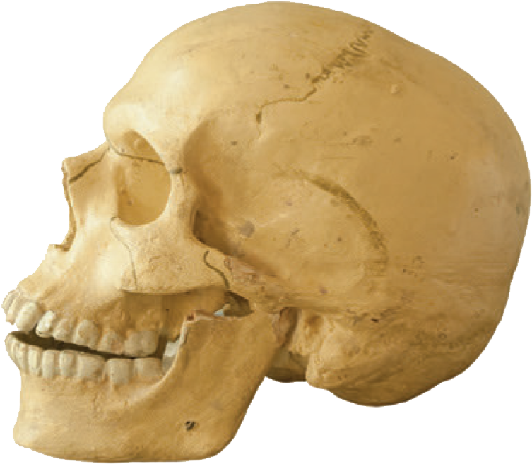 A Skull Is The Bony Bowl That Protects An Animal's - Human (788x675), Png Download